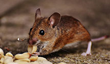 24 Hour & Emergency Exterminators in White Oak, WV